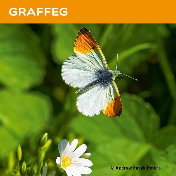 The logo for Graffeg Books.