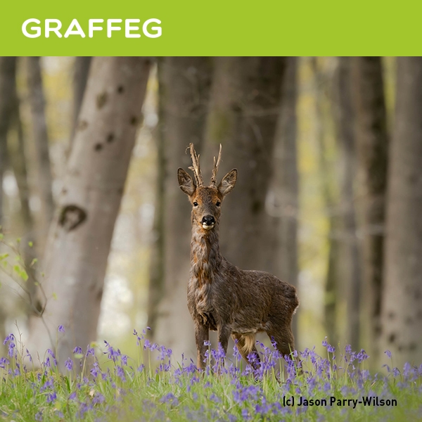 The logo for Graffeg Books.